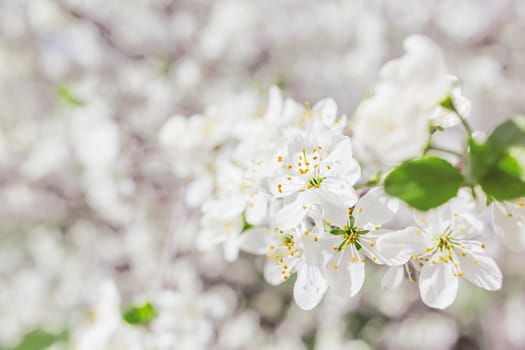 Natural spring background with cherry flowers. Place for text.