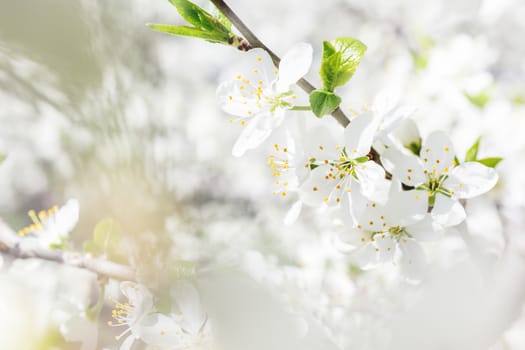 Natural spring background with cherry flowers.