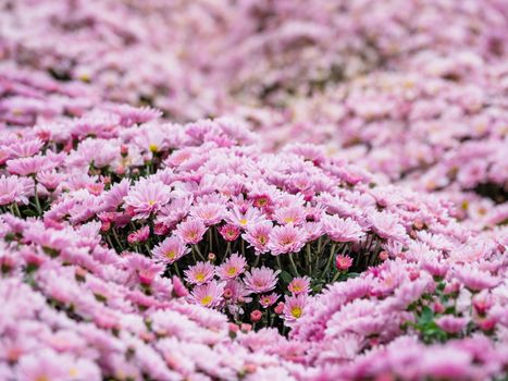 Large outdoor flower beds with pink chrysanthemums.