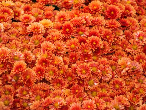 Large outdoor flower beds with orange chrysanthemums.