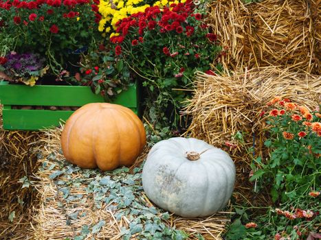 Bright orange and green pumpkins on straw with plants and flowers. Autumn crop, fall season.