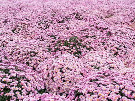 Large outdoor flower beds with pink chrysanthemums.