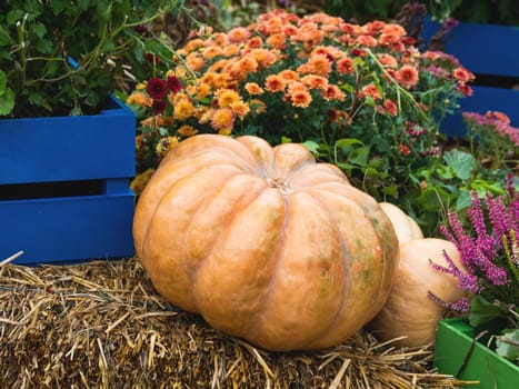 Bright orange and green pumpkins on straw. Autumn crop, fall season.