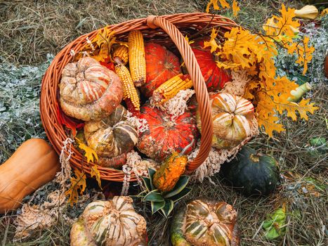 Bright orange and green pumpkins on straw. Vibrant ripe vegetables in woven basket.