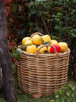 Woven basket with yellow apples. Fall season. Autumn crop of ripe fruits.