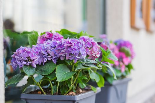 Potted flowers of hydrangeas. Street decoration. Natural background. Moscow, Russia.