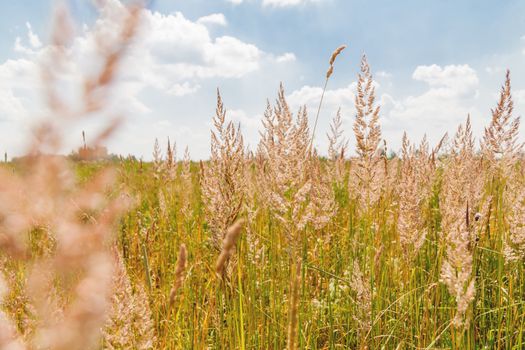 Natural summer background with grass on field. Warm sunny day.