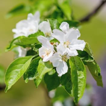 Natural spring background with blooming apple tree. Beautiful flowers in sunny day.