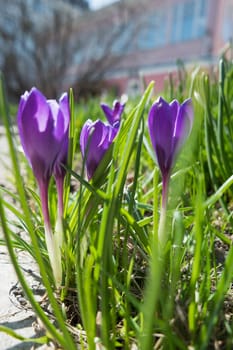 Crocus flowers makes the way through fallen leaves. Natural spring background. Moscow, Russia.