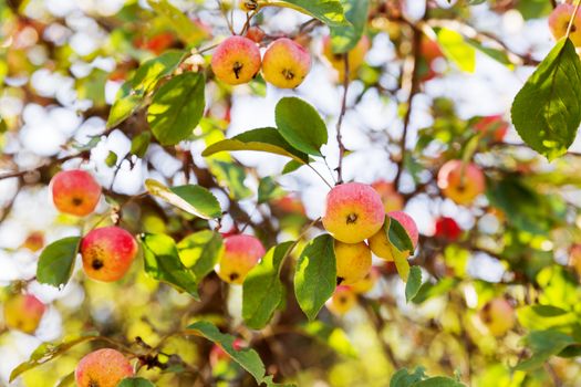 Red apples on apple tree branch. Early autumn harvest. Natural rural background with fruit tree in sunny day. Apples full of vitamins, good for diet nutrition and healthy meals.