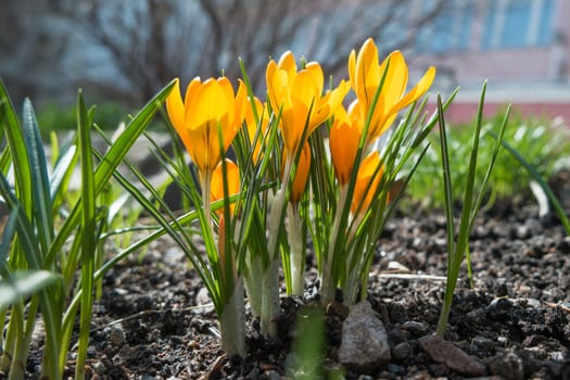 Crocus flowers makes the way through fallen leaves. Natural spring background. Moscow, Russia.