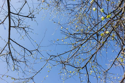 Abstract spring background. Tree branches with green buds. Clear blue sky.