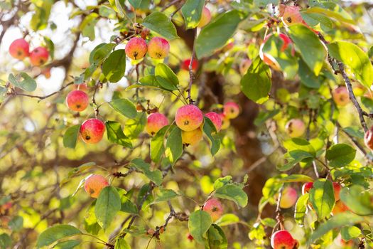 Red apples on branch. Early autumn harvest. Natural rural background with fruit tree in sunny day. Full of vitamins, good for diet nutrition and healthy meals.