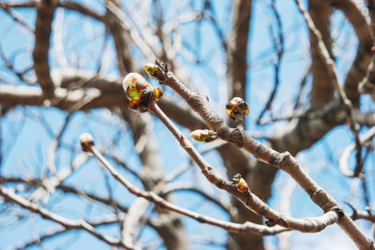 Abstract spring background. Tree branches with green buds. Clear blue sky.