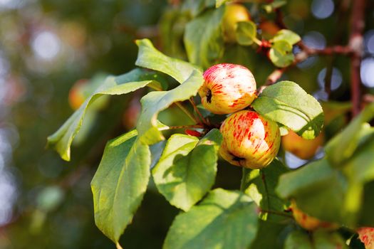Red apples on branch. Early autumn harvest. Natural rural background with fruit tree in sunny day. Full of vitamins, good for diet nutrition and healthy meals.