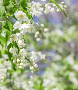 Branch of bird cherry with flowers. Natural spring background with place for text. Can be used as greeting card.