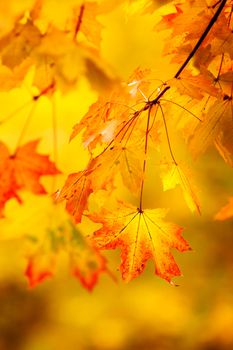Abstract autumn natural background with yellow maple leaves.