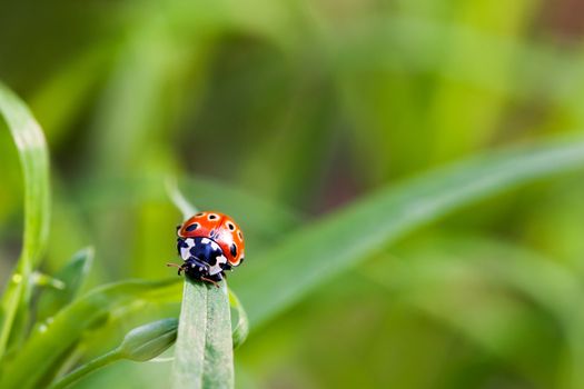 Natural background with place for text. Ladybug sitting on grass.
