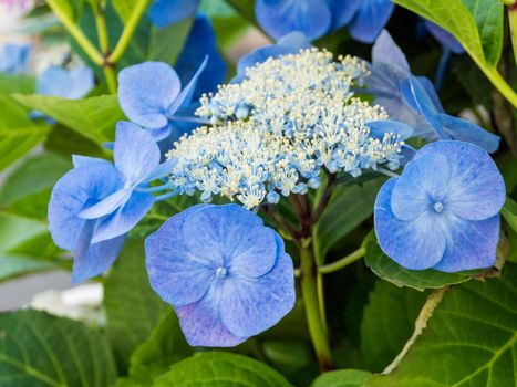 Blooming Hydrangea paniculata or Panicled hydrangea. Blue flowers with green leaves.