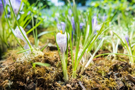 Crocus flowers makes the way through fallen leaves. Natural spring background. Moscow, Russia.