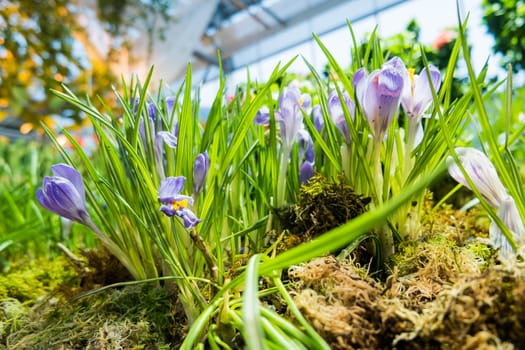 Crocus flowers makes the way through fallen leaves. Natural spring background. Moscow, Russia.