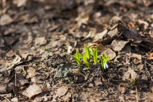 Snowdrop (Galanthus) flowers makes the way through fallen leaves. Natural spring background. Moscow, Russia.