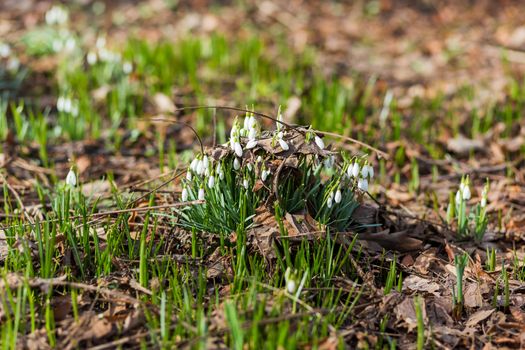 Snowdrop (Galanthus) flowers makes the way through fallen leaves. Natural spring background. Moscow, Russia.