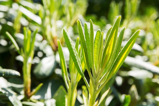 Rhododendron buds and leaves (Ericaceae). Bright flowers on green natural background. Sunny summer morning in garden.