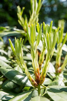 Rhododendron buds and leaves (Ericaceae). Bright flowers on green natural background. Sunny summer morning in garden.