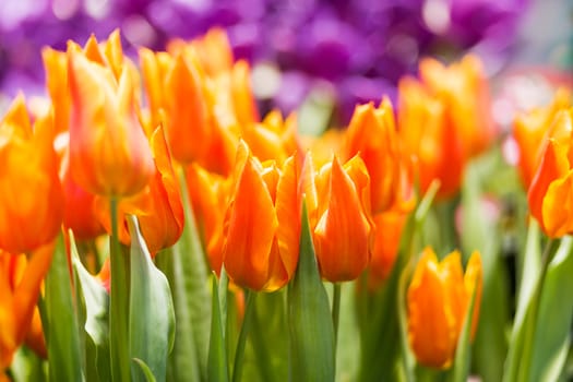 Natural background with different kinds of tulips. Spring background with colorful blossoming flowers in sunny day. Moscow, Russia.