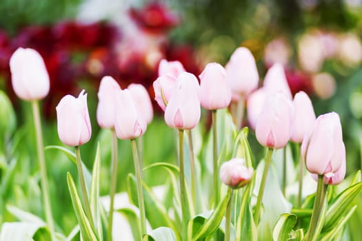 Natural background with different kinds of tulips. Spring background with colorful blossoming flowers in sunny day. Moscow, Russia.