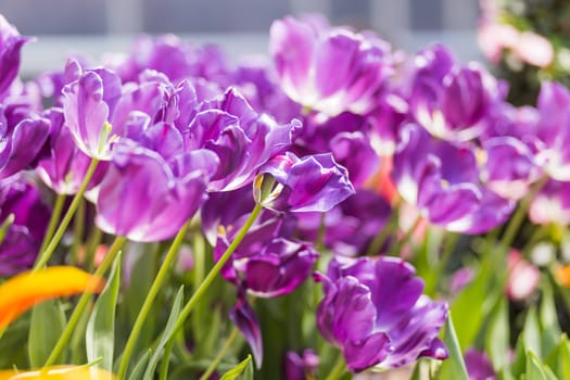 Natural background with different kinds of tulips. Spring background with colorful blossoming flowers in sunny day. Moscow, Russia.