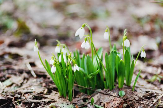 Snowdrop (Galanthus) flowers makes the way through fallen leaves. Natural spring background. Moscow, Russia.