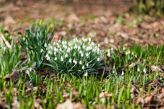 Snowdrop (Galanthus) flowers makes the way through fallen leaves. Natural spring background. Moscow, Russia.