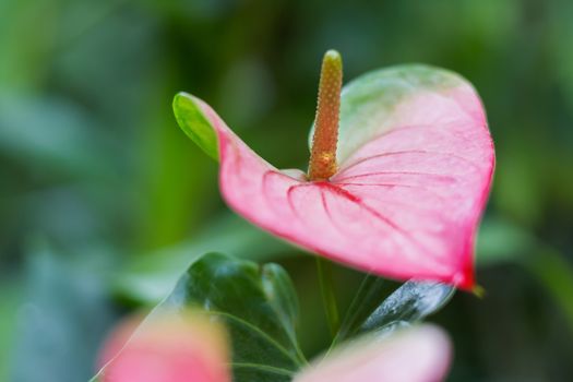 Anthurium andraeanum (Araceae family). Natural background with bright red flower.