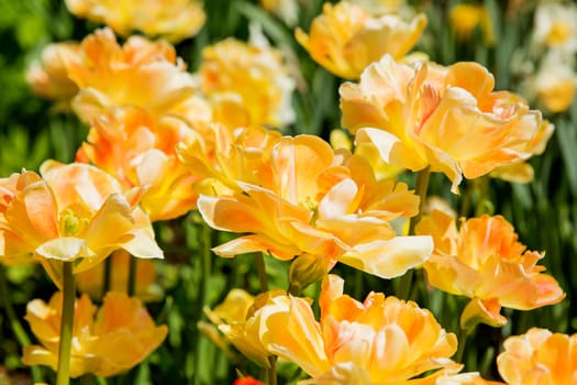 Natural background with tulips (Orange Angelic). Spring background with colorful blossoming flowers in sunny day.