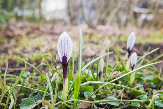 Crocus flowers makes the way through fallen leaves. Natural spring background. Moscow, Russia.