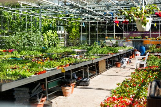 Greenhouse. Different plants, flowers, seedling, fertilizer, garden tool and pots.