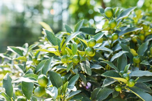 Fortunella japonica (cumquat). Natural background with cumquat fruits in foliage.