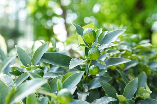 Fortunella japonica (cumquat). Natural background with cumquat fruits in foliage.