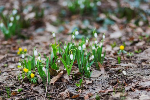 Snowdrop (Galanthus) flowers makes the way through fallen leaves. Natural spring background. Moscow, Russia.