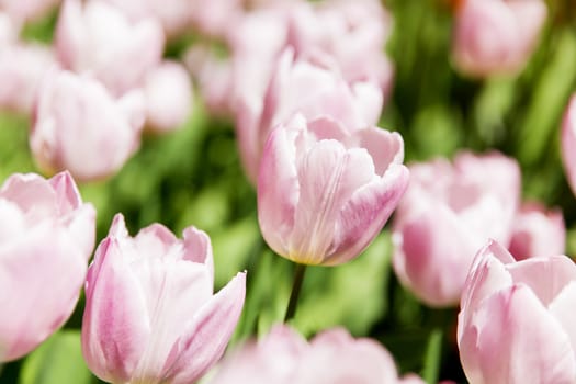 Natural background with different kinds of tulips. Spring background with colorful blossoming flowers in sunny day.