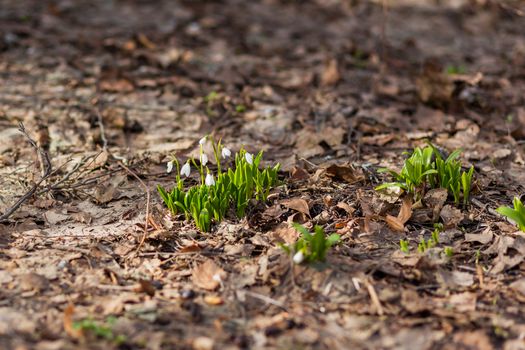 Snowdrop (Galanthus) flowers makes the way through fallen leaves. Natural spring background. Moscow, Russia.