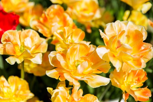 Natural background with tulips (Orange Angelic). Spring background with colorful blossoming flowers in sunny day.
