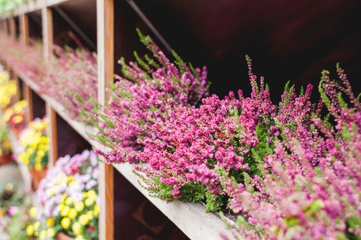 Wooden shelfs with pink potted Erica flowers.
