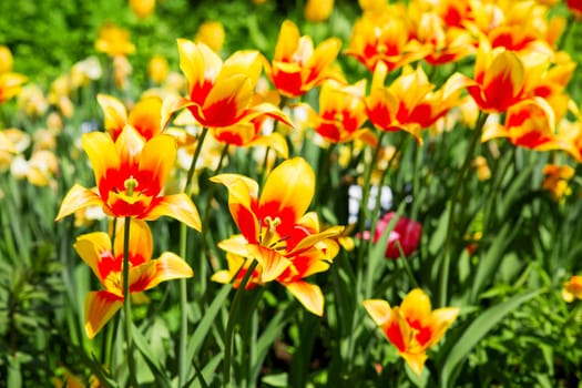 Natural background with different kinds of tulips. Spring background with colorful blossoming flowers in sunny day. Moscow, Russia.