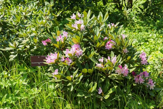Rhododendron yakushimanum (Ericaceae). Bright flowers on green natural background. Sunny summer morning in garden.