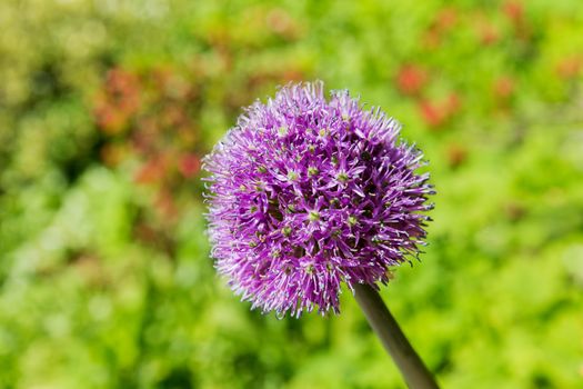 Giant Onion (Allium giganteum). Bright flower on green natural background. Sunny summer morning in garden.