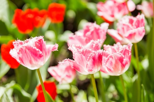 Natural background with different kinds of tulips. Spring background with colorful blossoming flowers in sunny day. Moscow, Russia.