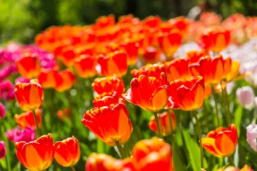 Natural background with different kinds of tulips. Spring background with blossoming flowers.